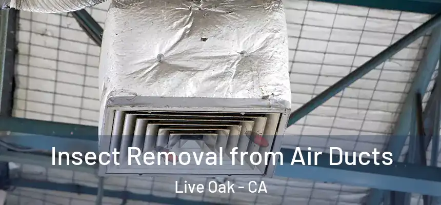  Insect Removal from Air Ducts Live Oak - CA