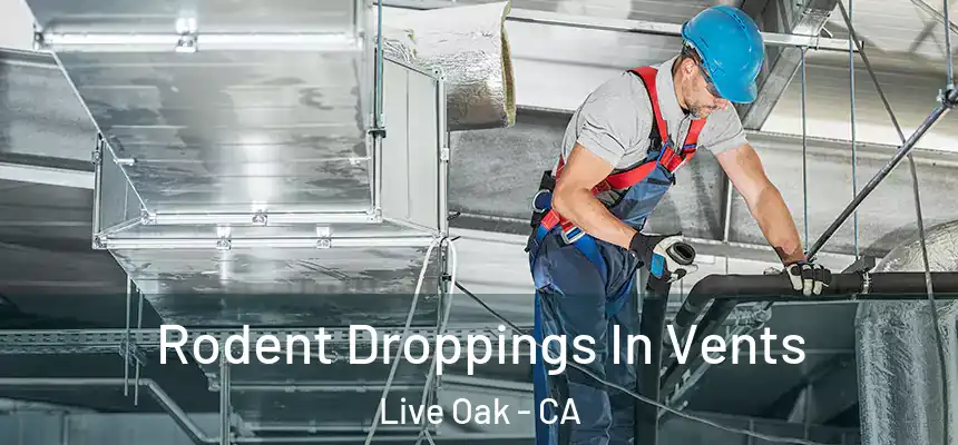  Rodent Droppings In Vents Live Oak - CA